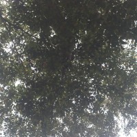 Hymenaea verrucosa Gaertn.